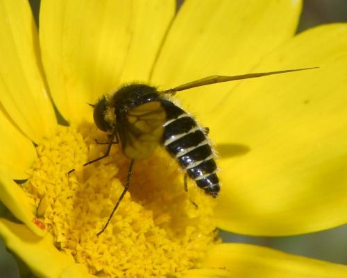 Réf. 259 681 : Lomatia sp.